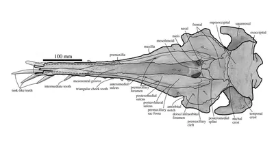 Скелет дельфина картинки - 72 фото