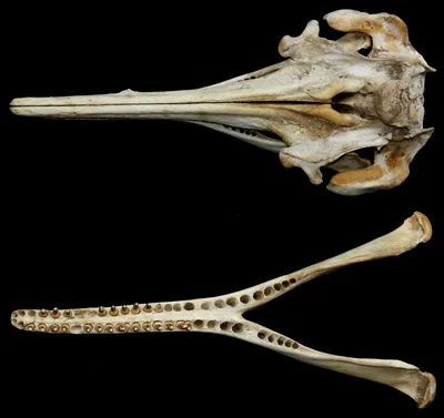 На Командорских островах нашли череп саблезубого дельфина — Твой Дальний  Восток