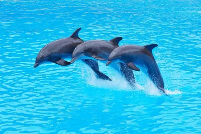 Фигурка морского животного Collecta Дельфин купить по цене 419 ₽ в  интернет-магазине Детский мир