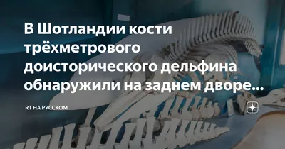 Находка всей жизни»: мужчина, копая бассейн, нашел кости дельфина возрастом  8000 лет (фото)