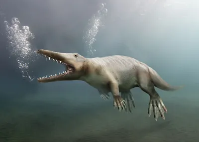 Палеонтологи нашли новое звено в эволюции «эхолокатора» у китов и дельфинов