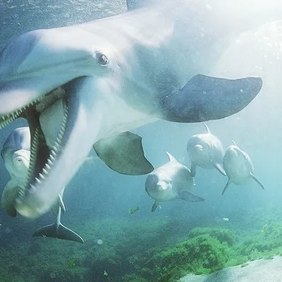 В США нашли останки доисторического дельфина длиной в пять метров - Наука -  ТАСС