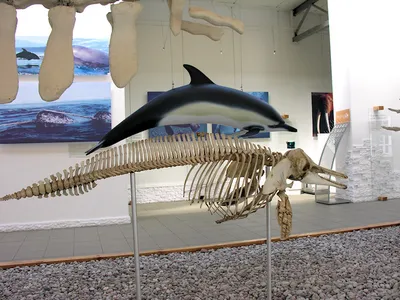 Скелет дельфина на музее на Estancia Harberton в Огненной Земле, Патагонии,  Аргентине Редакционное Фотография - изображение насчитывающей история,  традиционно: 120755287