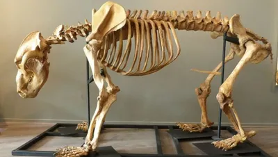 Скелет пещерного медведя. Подробное описание экспоната, аудиогид,  интересные факты. Официальный сайт Artefact
