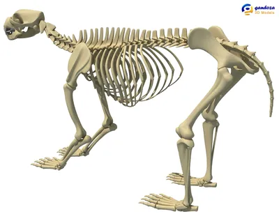Скелет Медведя - 3d stl модель для ЧПУ