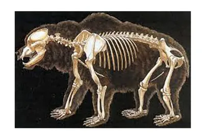 Скелет малого пещерного медведя - Окаменелости Зоологического музея  Санкт-Петербурга