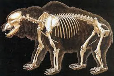 Пещерный медведь Ursus spelaeus