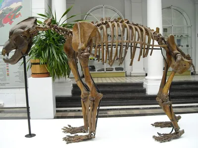 Государственный Дарвиновский музей - 🐻ПЕЩЕРНЫЙ МЕДВЕДЬ (по лат. ursus  spelaeus) 〰️〰️〰️ 🌟Пещерный медведь наравне с мамонтом и шерстистым  носорогом — один из самых известных гигантов Ледникового периода, земляк и  современник неандертальцев ...