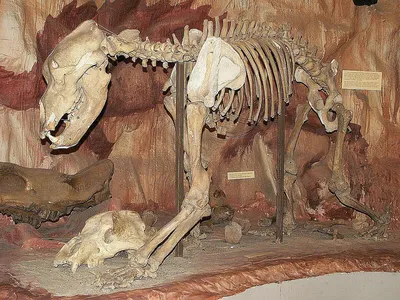Скелет медведя (обглоданный) | Каталог мебели TESO