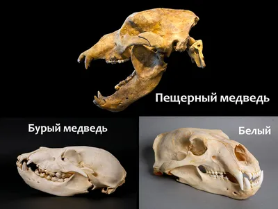 Пещерный медведь Ursus spelaeus