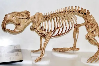 Анатомия скелеты и черепа - Череп Белого Медведя, ANTM_0061 | 3D модель для  ЧПУ станка