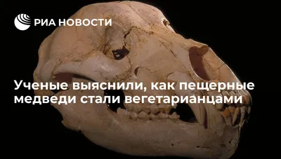 В Пермском крае нашли 15 черепов древних медведей » Новости Кунгурского  округа