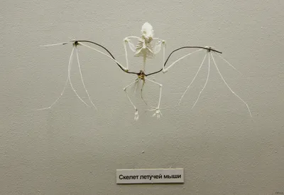 Скелет летучей мыши