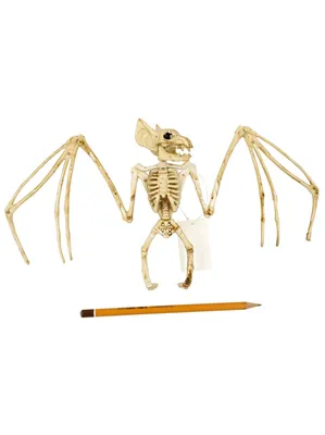 Скелет мыши, 100%, пластиковые животные, скелет, кости для ужасов,  Хэллоуин, украшения, бесплатная доставка | AliExpress
