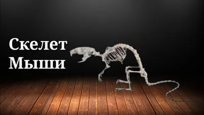 Файл STL ГИБКАЯ ПЕЧАТЬ НА МЕСТЕ СКЕЛЕТ ЛЕТУЧЕЙ МЫШИ _HELLOWEEN  👌・3D-печатная модель для загрузки・Cults