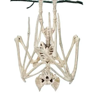 Хэллоуин украшения ужас скелет поддельные человека летучие мыши крыса –  acacuss