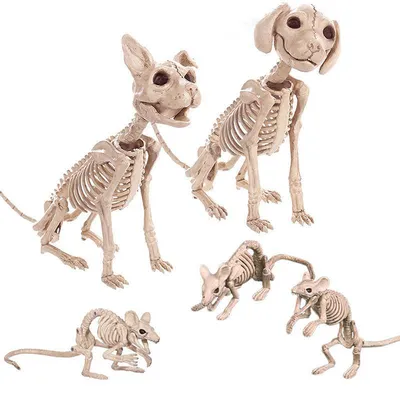 Декоративный реквизит на Хэллоуин Животные Скелет мышь собака кошка череп  украшения «Кости» Хэллоуин ужас привидениям… | Животные, Украшения своими  руками, Хэллоуин