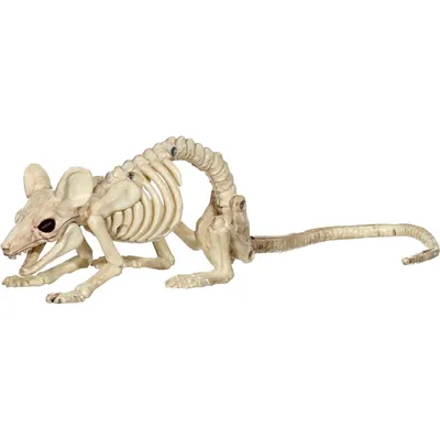 Скелет мыши иллюстрация штока. иллюстрации насчитывающей природа - 175905122