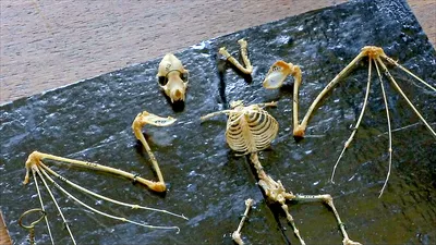 Хэллоуин, ужасы, летучие мыши, скелет, мышь, Скорпион, ящерица, бонез,  каркас, модель, украшение для фестиваля, жуткое украшение на Хэллоуин |  AliExpress