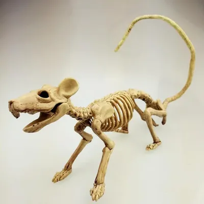 Хэллоуин хитрое украшение реквизит скелет летучей мыши - купить по  доступным ценам в интернет-магазине OZON (1277107907)