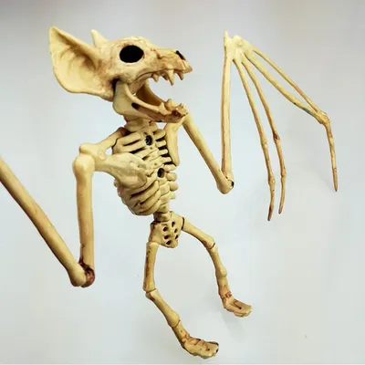 Рюмина Ксения - Никогда бы не подумала, что у летучей мыши настолько  красивый скелет. 😱 Как по мне, у неё идеальные зубки, прикус и анатомия.  Это восторг! 😍💀 #шкатулка_рыси #lynx_casket #lynx #moscow #
