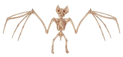 Летучая мышь Летучая лисица Седоголовая Летучая лисица Родригес Красная  летучая лисица Скелет, летучая мышь, млекопитающее, животные, вымышленный  персонаж png | PNGWing