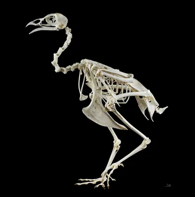 Скелет птицы фото фото