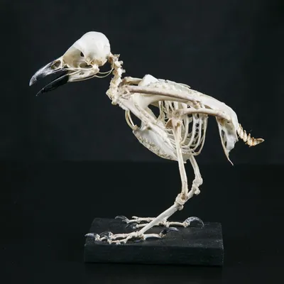 Джордж Стаббс - Скелет птицы: вид сбоку, 1803, 37×50 см: Описание  произведения | Артхив