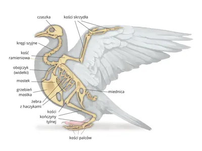 Новое поступление – скелет серой вороны (Corvus cornix Linnaeus, 1758)  Государственный Дарвиновский музей