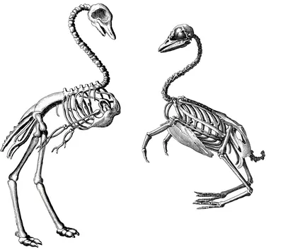 Диаграмма: скелет птиц | Quizlet