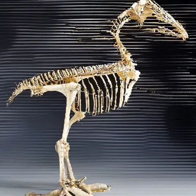 полный скелет птицы на черном фоне Стоковое Фото - изображение  насчитывающей изолировано, природа: 215762200