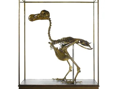 Файл:Squelette oiseau.svg — Википедия