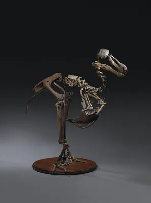 Raven skeleton 3D Модель in Птица 3DExport