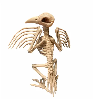 Скелет птицы» — создано в Шедевруме
