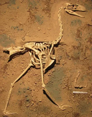 NEWSru.com :: На аукцион впервые за 100 лет выставят редкий скелет птицы  додо