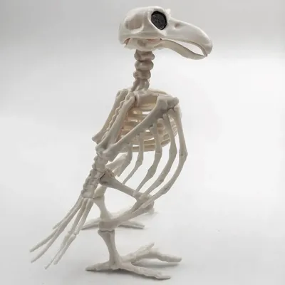 Скелет птицы вороны изолировал Стоковое Изображение - изображение  насчитывающей пугающе, хэллоуин: 197382057