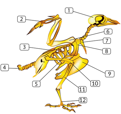 Скелет птицы очень пригоден для полетов Стоковое Изображение - изображение  насчитывающей художничества, хоук: 176553877