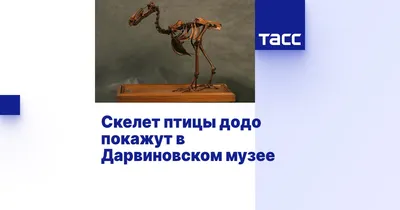 Скелет Птицы Иллюстрация Osteologia Avium Скелет Остеологии Птиц 1867  Стоковая иллюстрация ©ruskpp #177700214