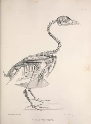 Птица-Скелет: символ смерти и разрушения в мифологии» — создано в Шедевруме
