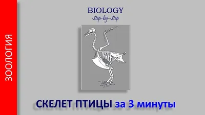 скелет птицы иллюстрация штока. иллюстрации насчитывающей система - 23602255