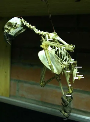 Скелет птицы додо покажут в Дарвиновском музее - ТАСС