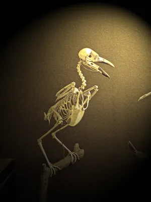 Скелет птицы за 3 минуты - YouTube