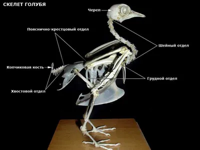 Скелет Кости Птиц Птицы - Бесплатная векторная графика на Pixabay - Pixabay