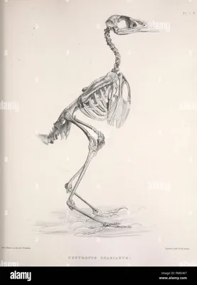 Хорошее качество, имитация животного, черный ворона, режим скелета для  хэллоуивечерние, украшение для бара, ручная модель скелета птицы |  AliExpress