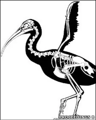 Новое поступление – скелет серебристой чайки Государственный Дарвиновский  музей