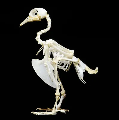 Скелет птицы иллюстрация штока. иллюстрации насчитывающей биографической -  19282243