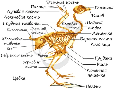 На аукцион впервые за 100 лет выставлен скелет додо - BBC News Русская  служба