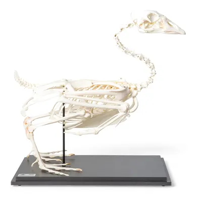 Скелет птицы в янтаре» — создано в Шедевруме