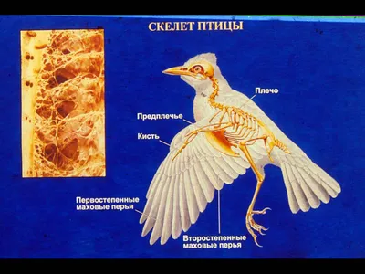 Скелет птицы стоковое фото. изображение насчитывающей студия - 33257532