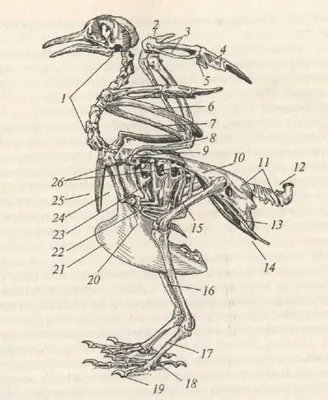 Скелет птицы запас мхом 4k» — создано в Шедевруме